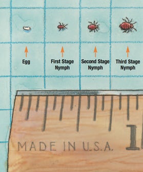 bed-bug-opener