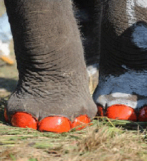 elephant-pedicures