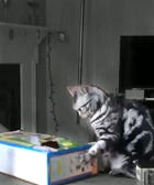 Cats Knocking Sh*t Over, Just Because