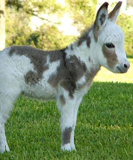 donkeyEMBED