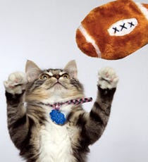 kittenbowl