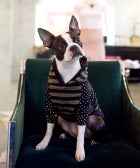 Chicago Shop Dogs We Wish Were Ours 