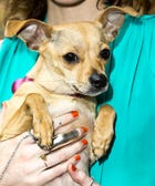 Lawsuit Alleges Purina Dog Food Is Killing Pets