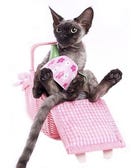 Meet The Internet's New Favorite Cat