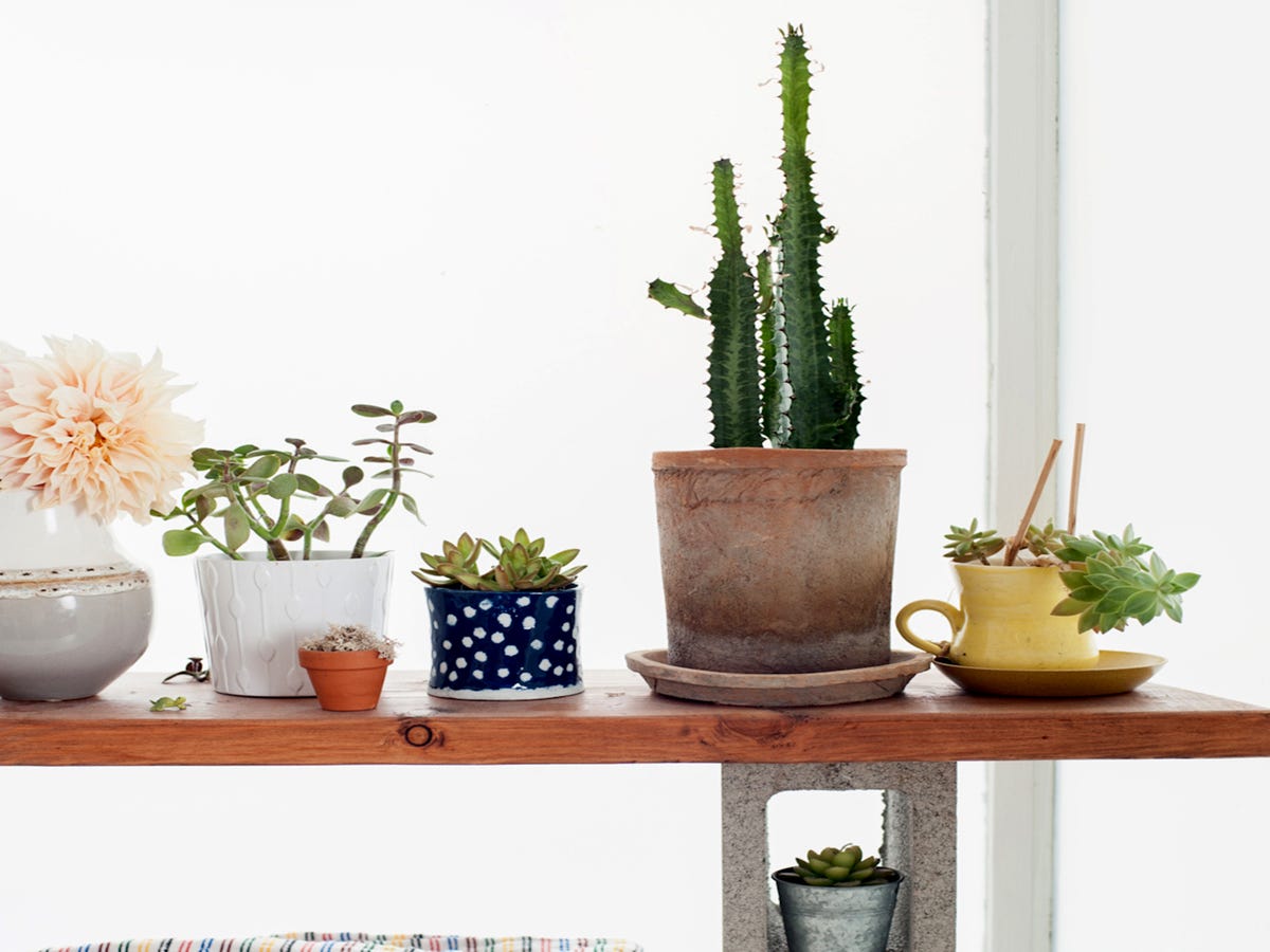 3 Houseplant Hacks To Get Your Apartment Ready For Spring
