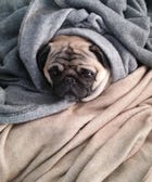 13 Wrinkly Dog Burritos That Are Oh-So-Cozy