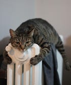 12 Pets Who Refuse To Share The Heat With You This Winter 