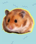 Tiny Hamster Got A Book Deal! 3 Videos To Celebrate