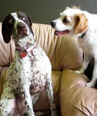 15 Pet Duos Who Are Exactly Like You & Your Best Friend