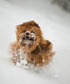 16 Dogs Who Are Experiencing Serious "Snow-Face" 