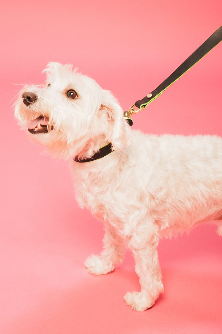 Los Angeles Dog Accessories Shopping