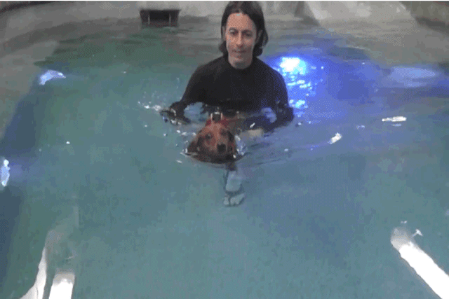 puppy-7