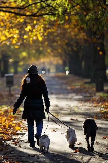 do dogs memory do dogs remember you memory study do dogs memory do dogs remember you memory study