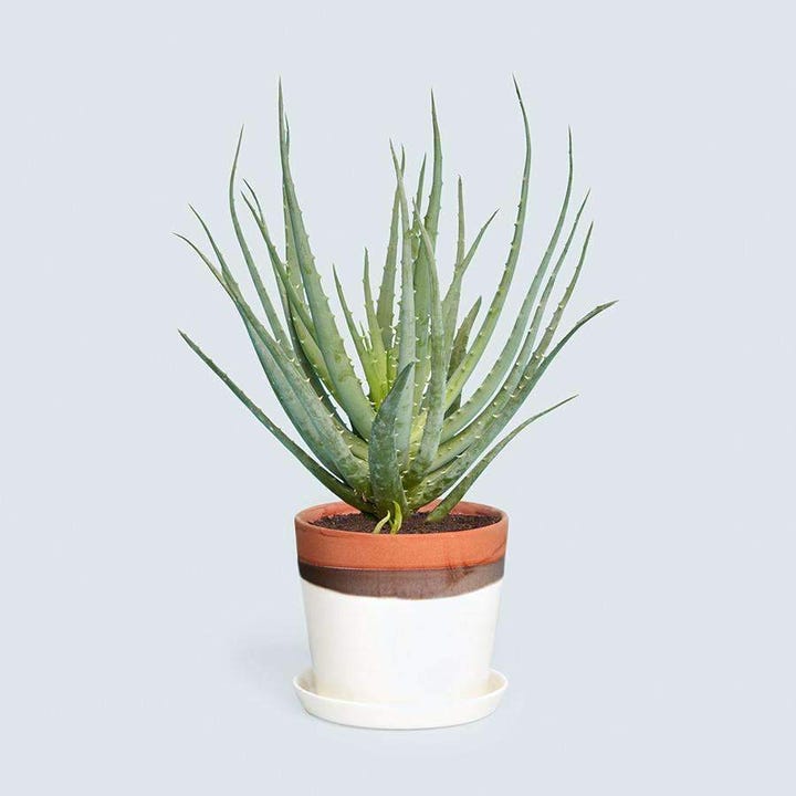 plant soy