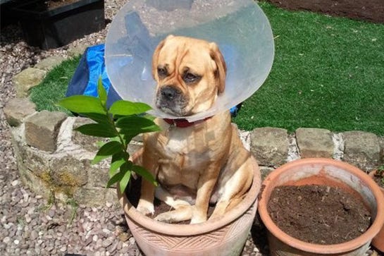 11 Dogs Who Found The Perfect Place To Sit
