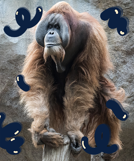Ape personals , News, Politics, Business, Technology & Culture