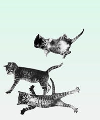 opener-cat-bounce