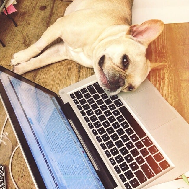 Cutest Animals On Instagram Contest