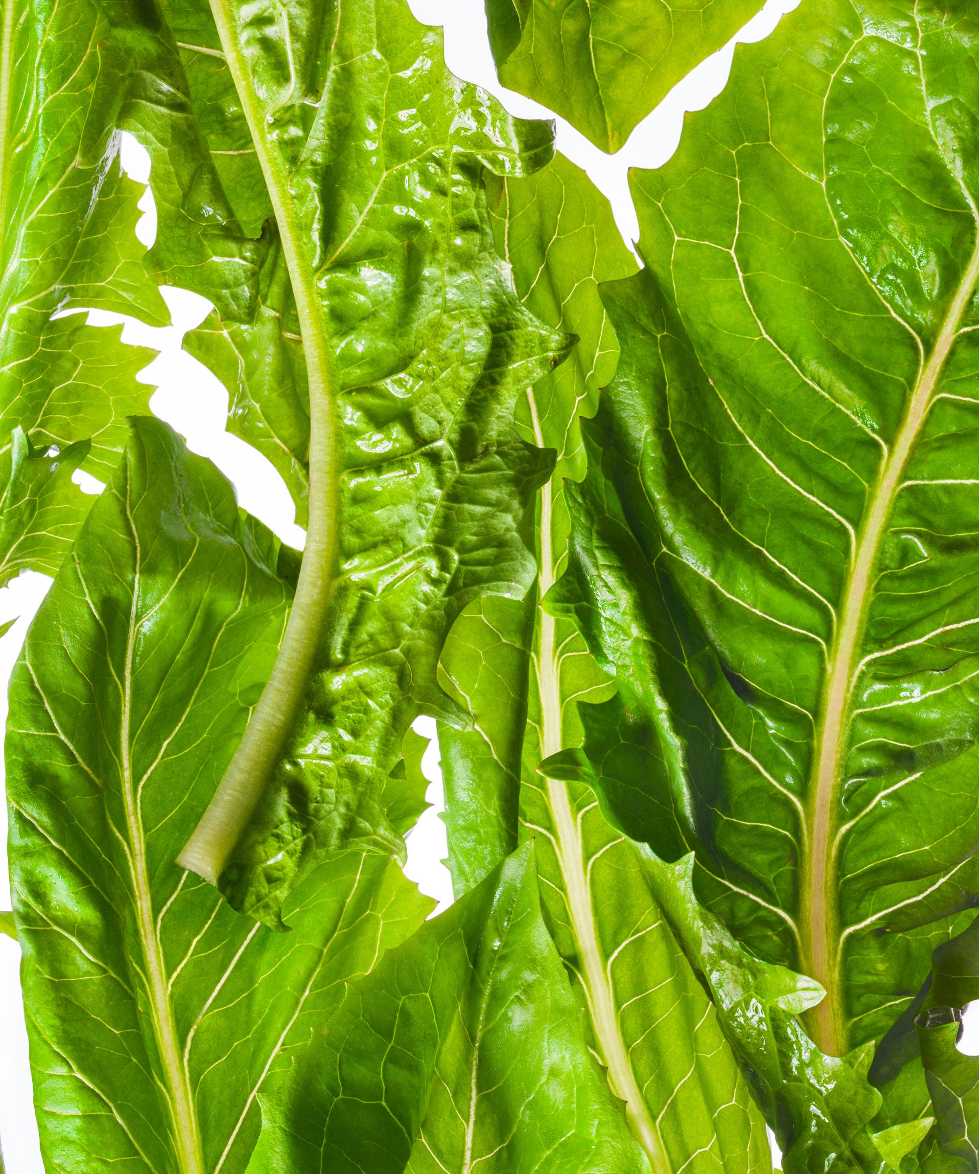 Fresh Express Recalls Packaged Lettuce