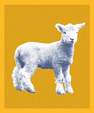 Sheep_Cafe_Opener