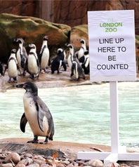 zoo-census-opne