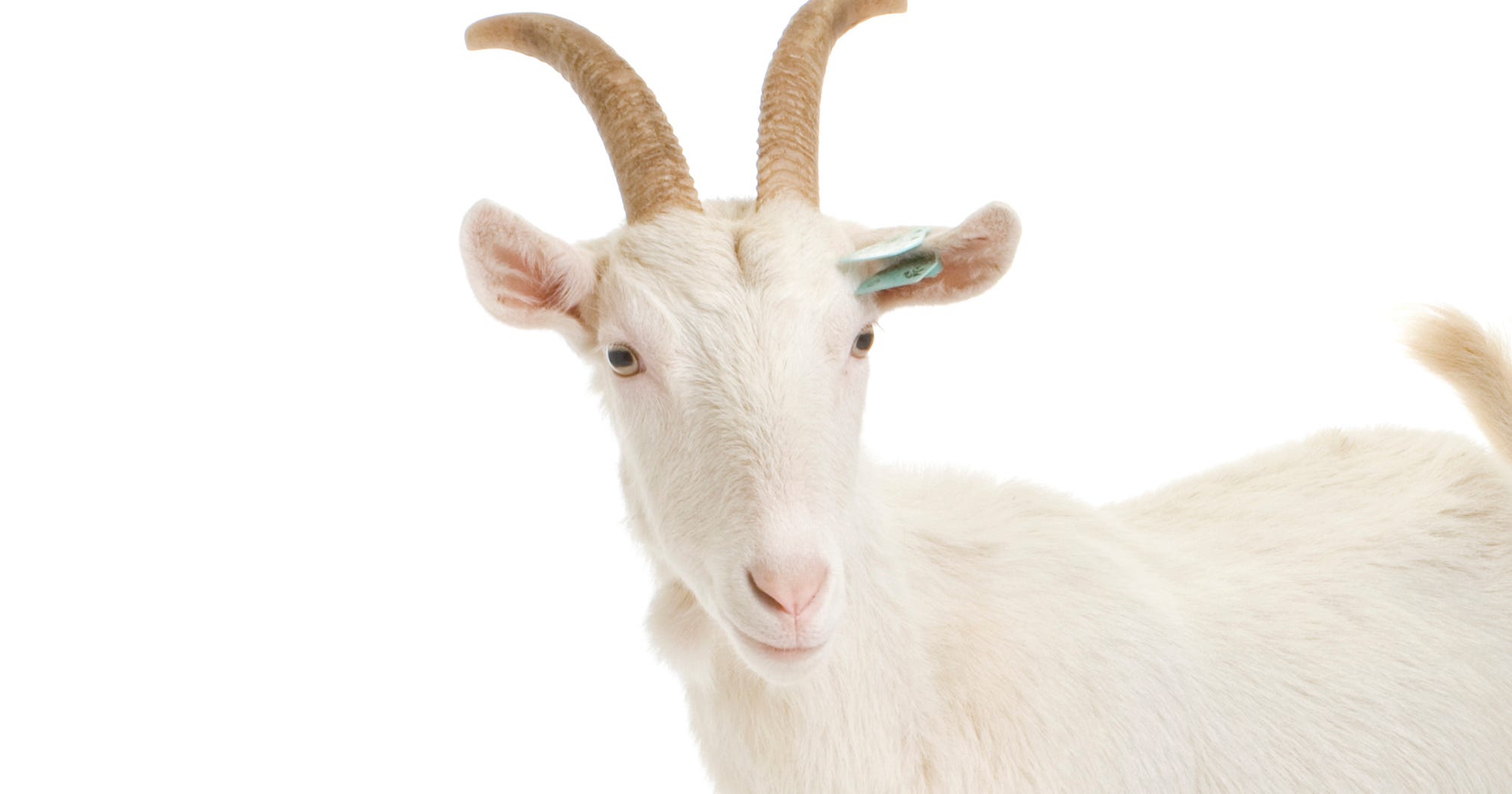 Goats Won't Eat Christmas Trees