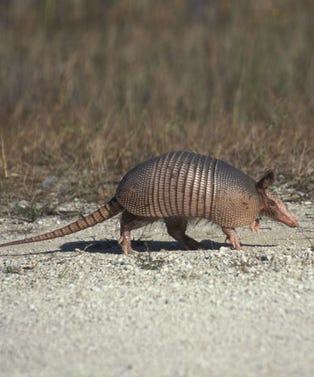 armadilloopener
