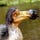 Photo of The Dodo