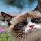 grumpy