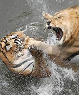 14 Craziest Animal Fights Caught On Camera