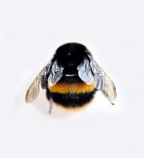 Senator_Bee_Keeping_Opener