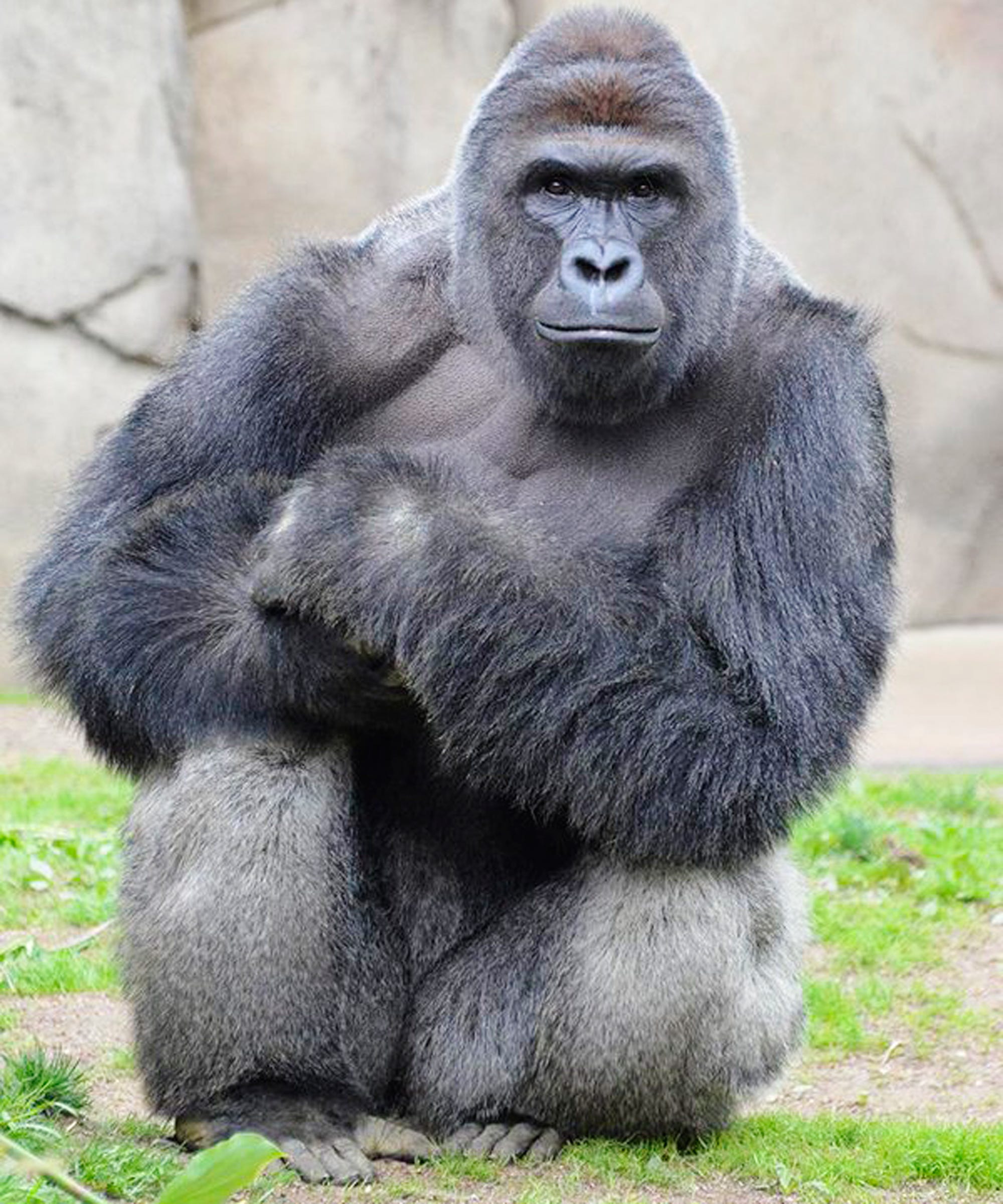 harambe memes petitions cincinnati zoo not amused