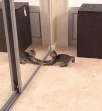 kitten mirror opener