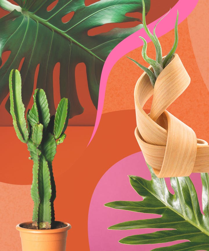 Ing Plants Online Plant S To Order Houseplants In Case You Haven T Noticed We Re A Bit Obsessed With House Plants Here At Refinery29 To Us Adding Touch Of Nature Is One The Easiest Ways