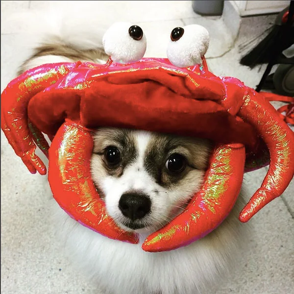 all dressed up like a dog's dinner Top 10 Dogs Dressed Up Like Hot Dogs