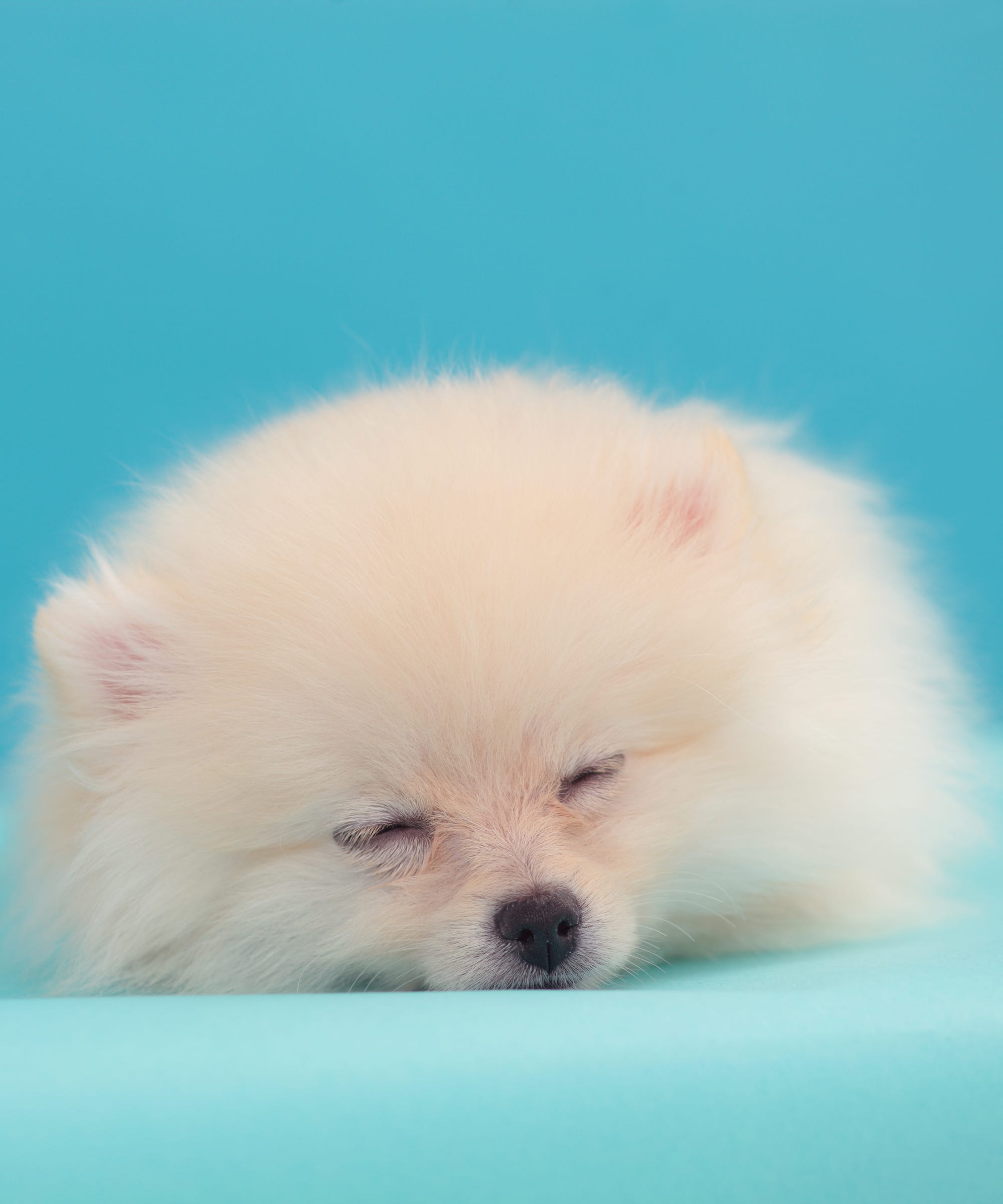 rspca pomeranian