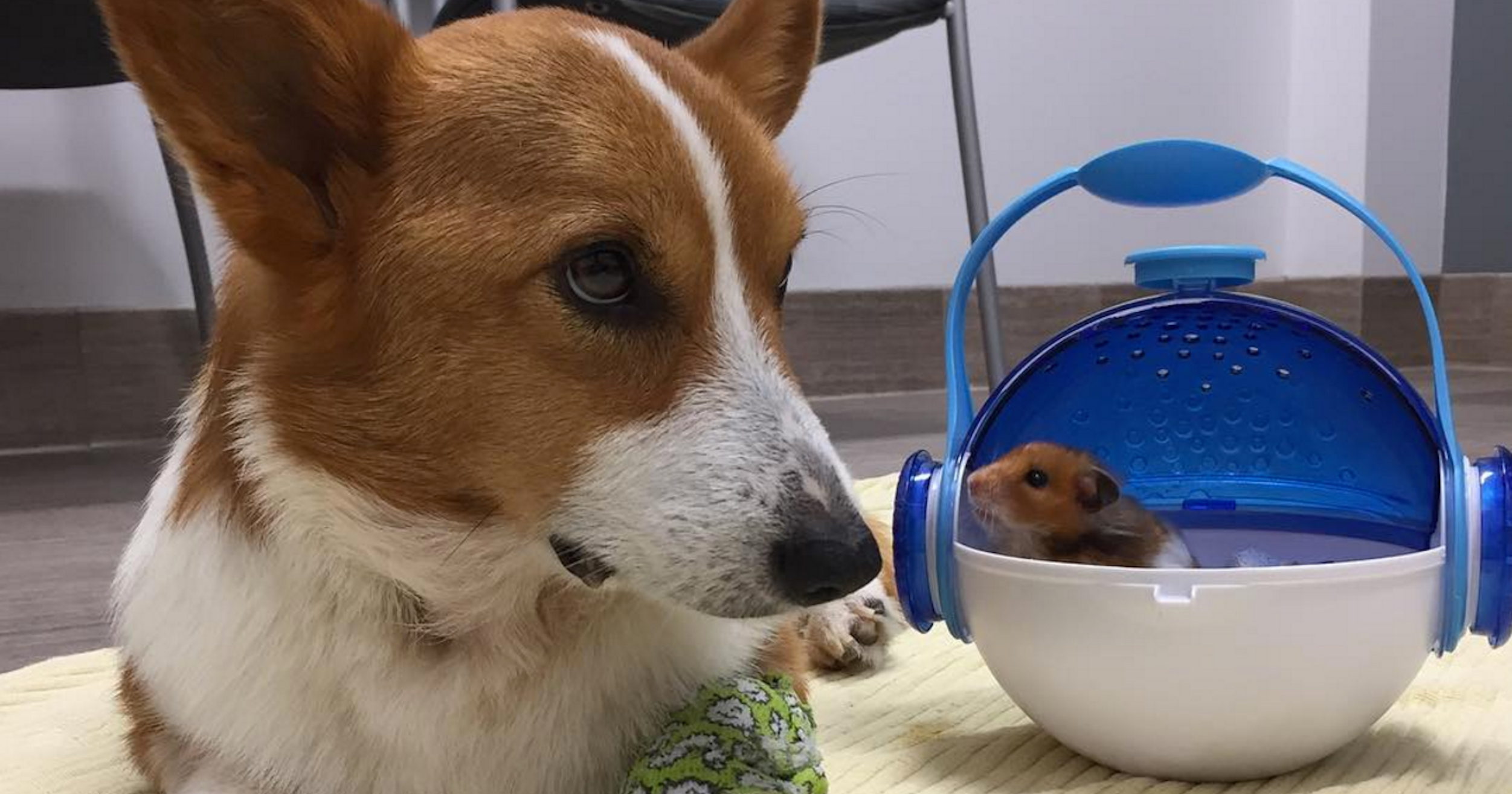 Loki Lokistagram Instagram Celebrity Dog Death