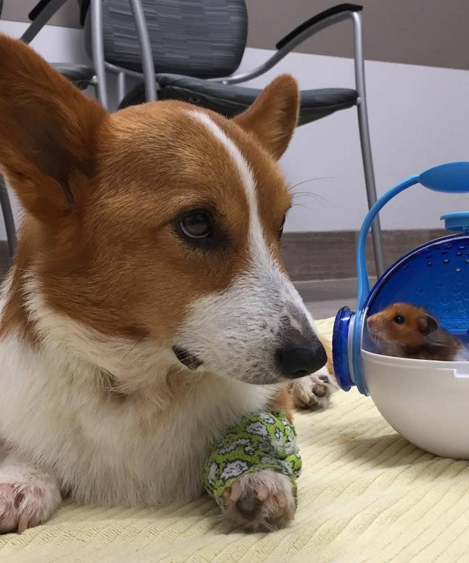 Loki Corgi Lokistagram Instagram Celebrity Dog Death