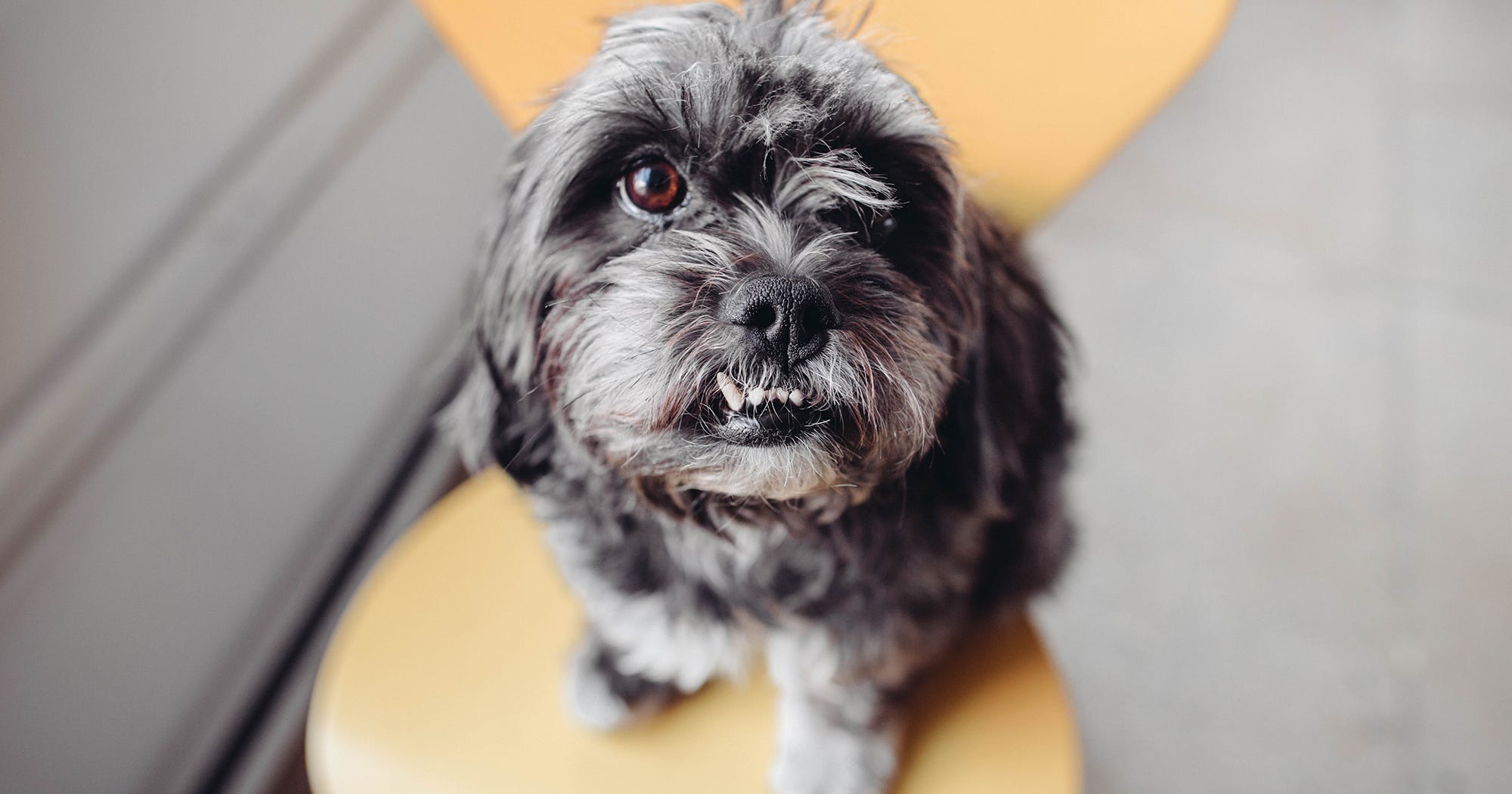 National Dog Day Best Office Dogs Photos