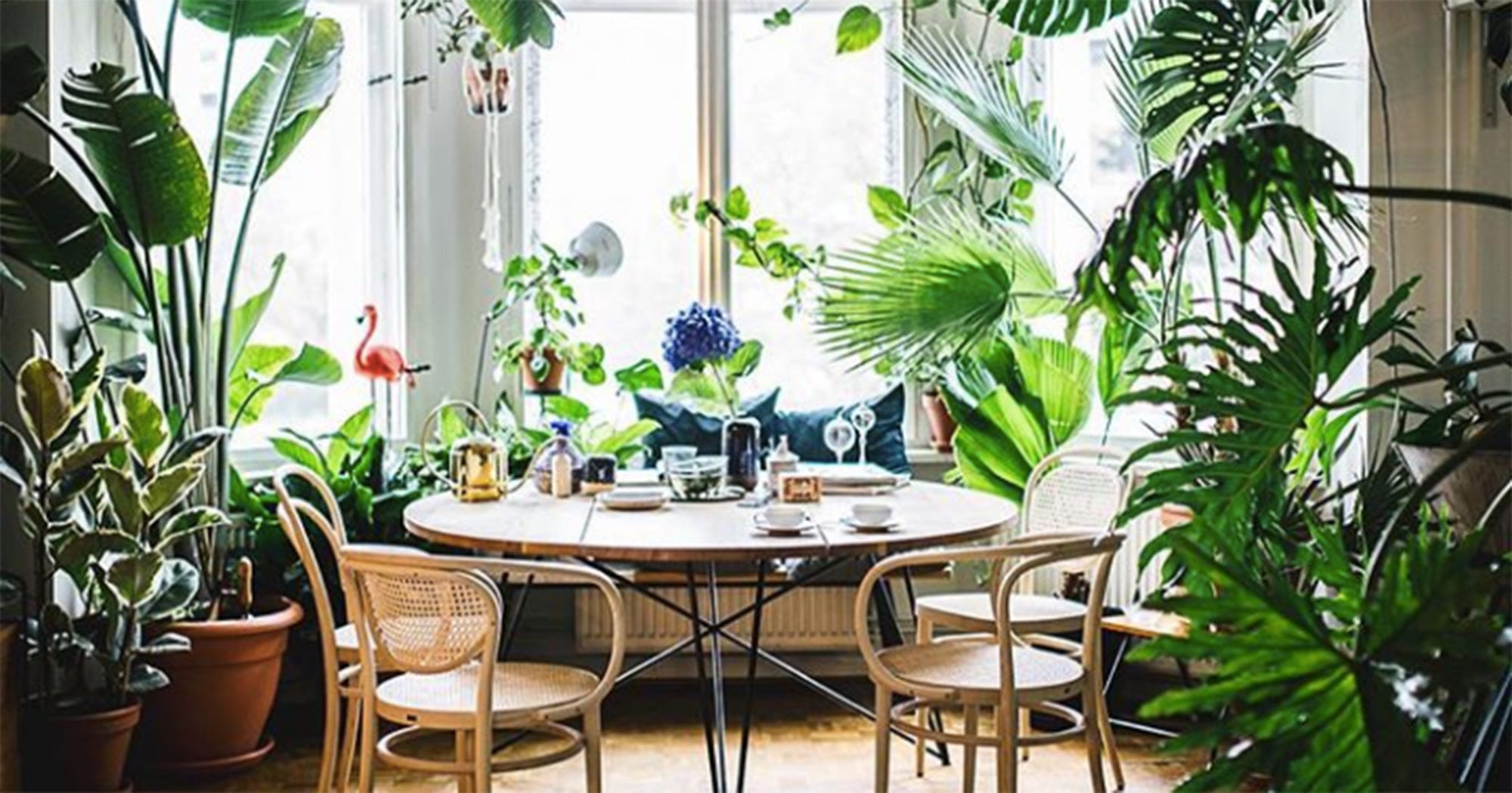 Plant Photography Tips Instagram Urban Jungle Bloggers
