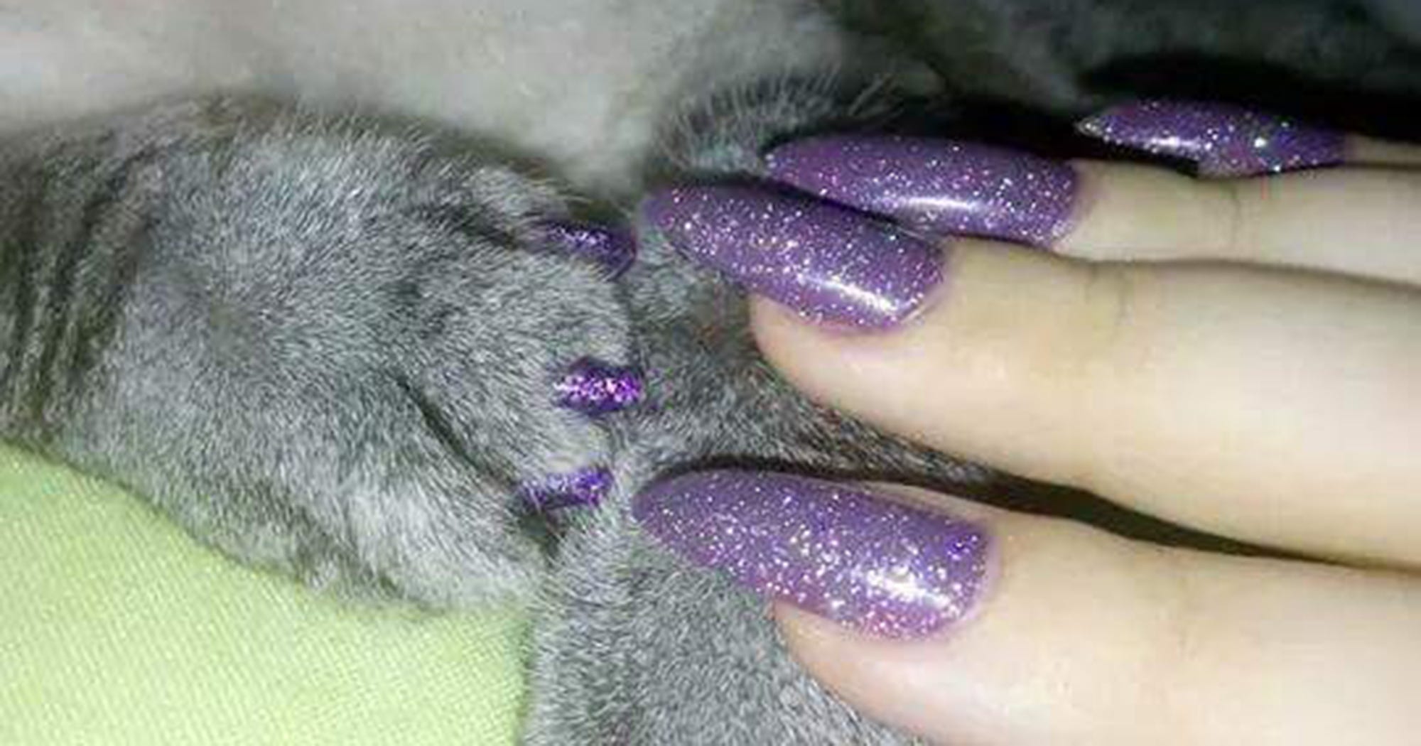 Matching Cat Manicure Trend Pets Safety Non Toxic
