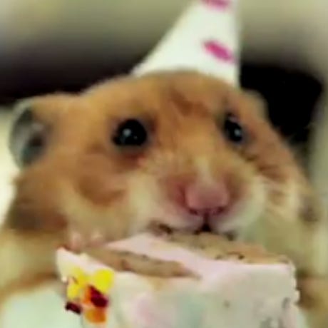 hamster eating cake