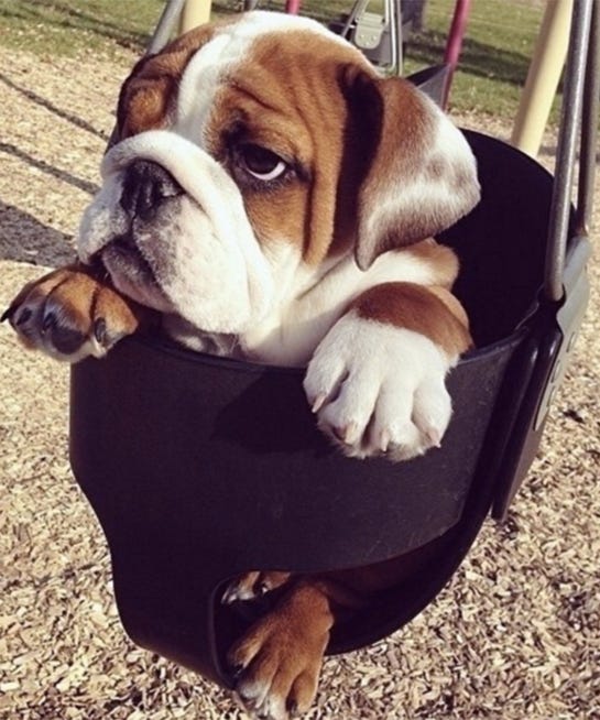10 Dogs You Need To Follow On Instagram