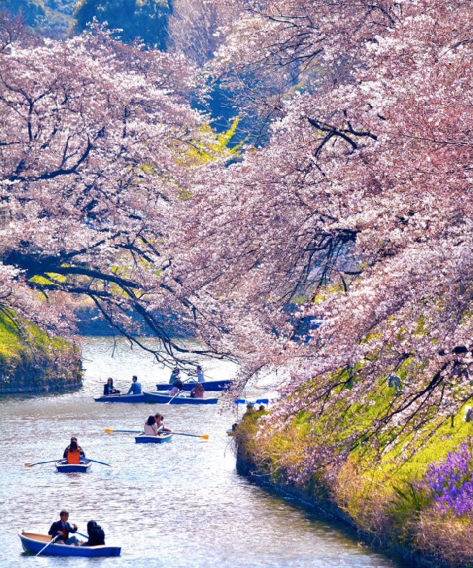 Japan Cherry Blossom Season Pictures 17