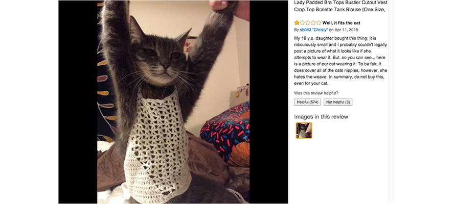 kong dynos stegosaurus