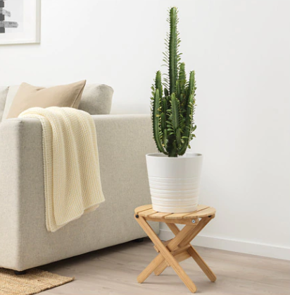 IKEA + EUPHORBIA Plant Pot