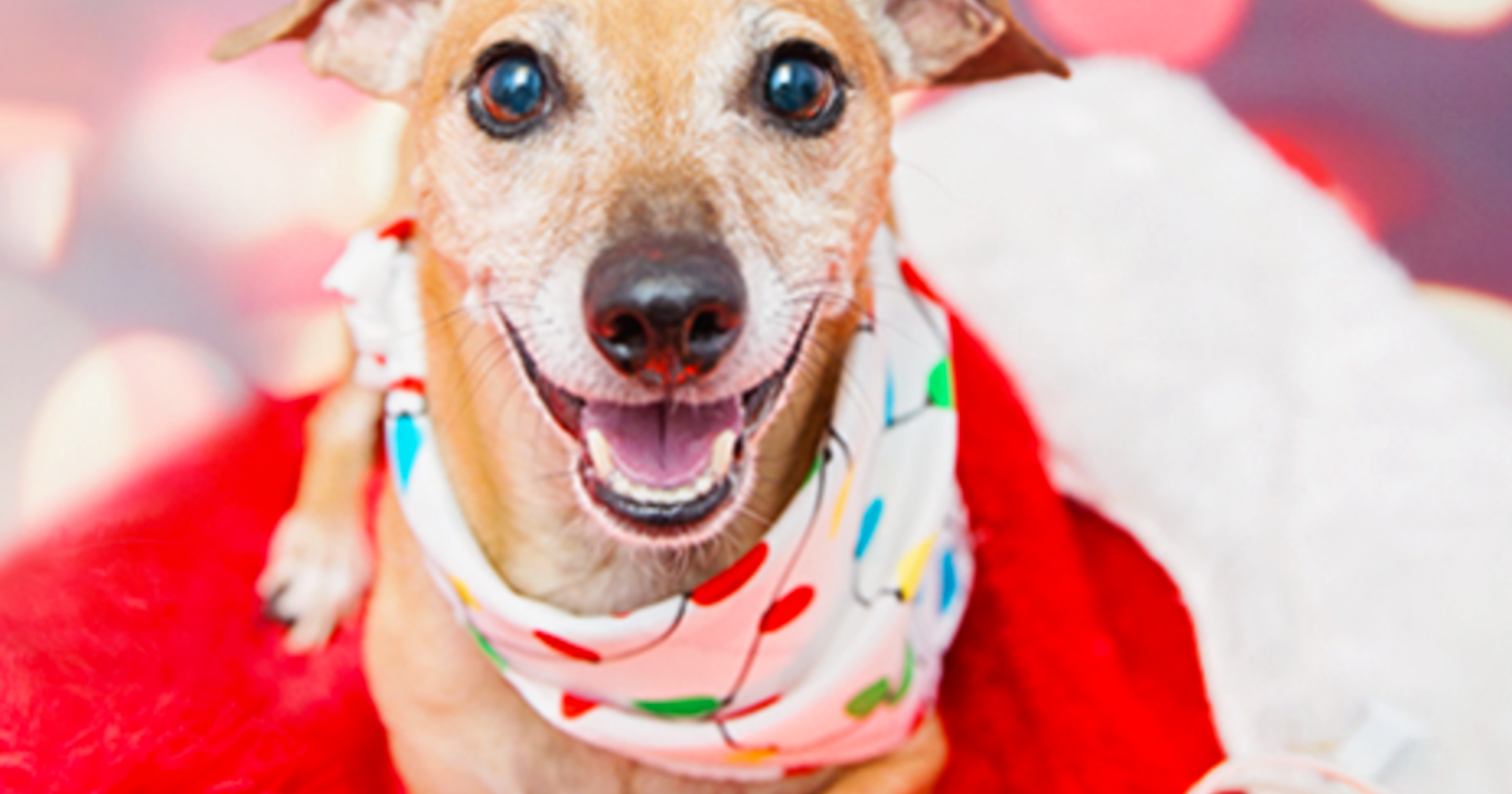 Indianapolis Humane Society Black Friday Pet Adoptions