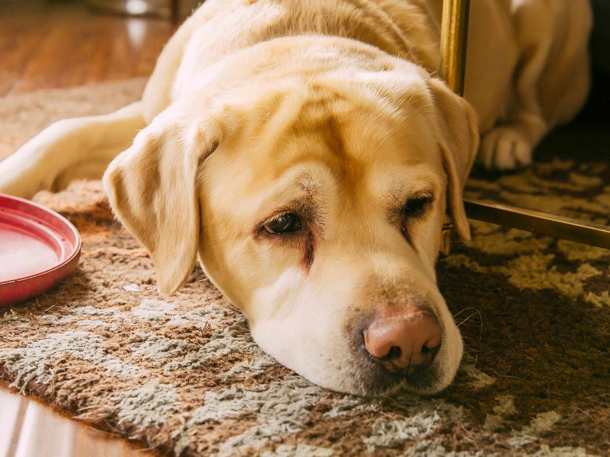 Dogs In Heat Female Menstrual Cycle Period Similarities