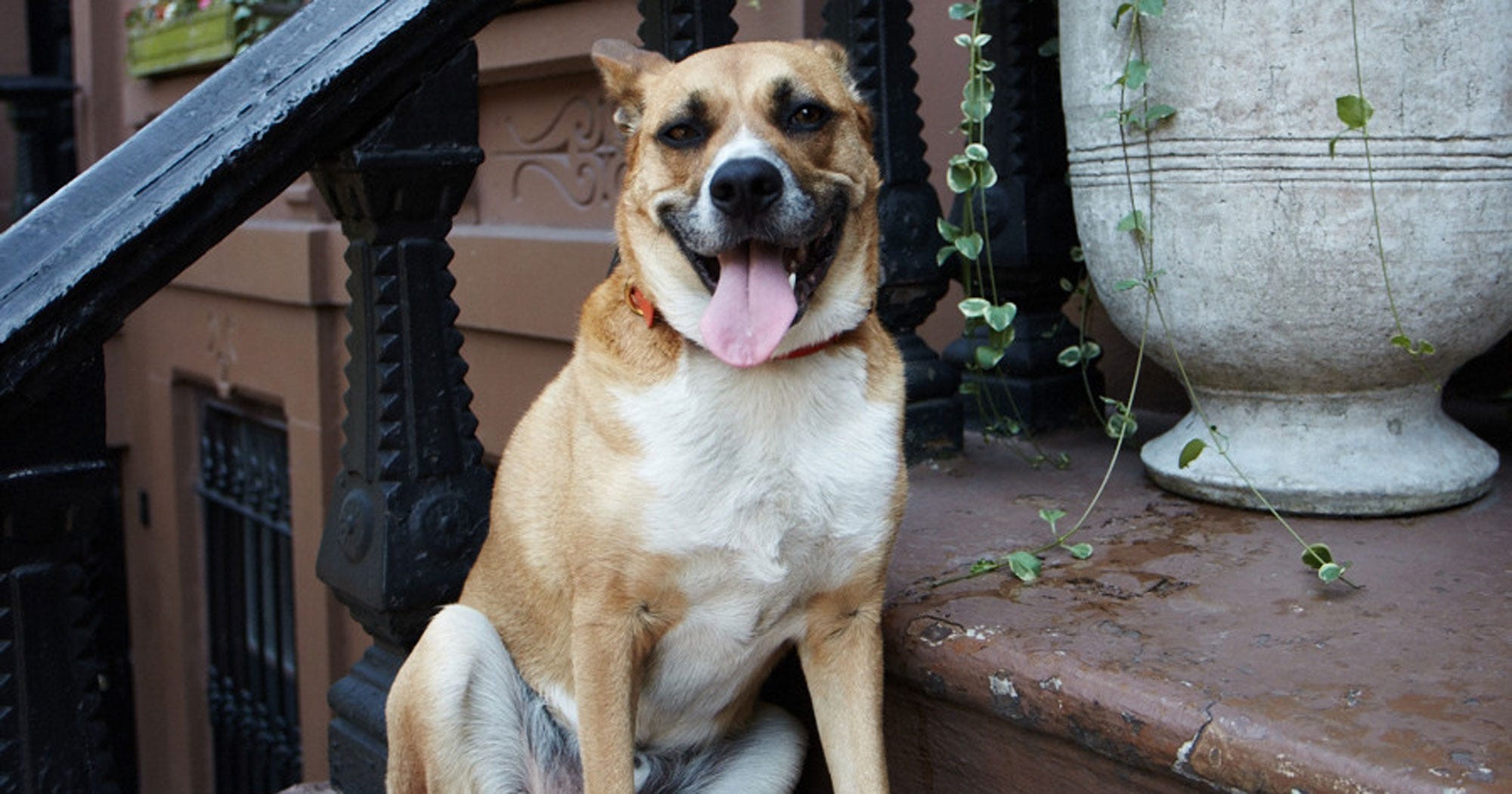 Should I Get A Dog Tips For Getting A Pet