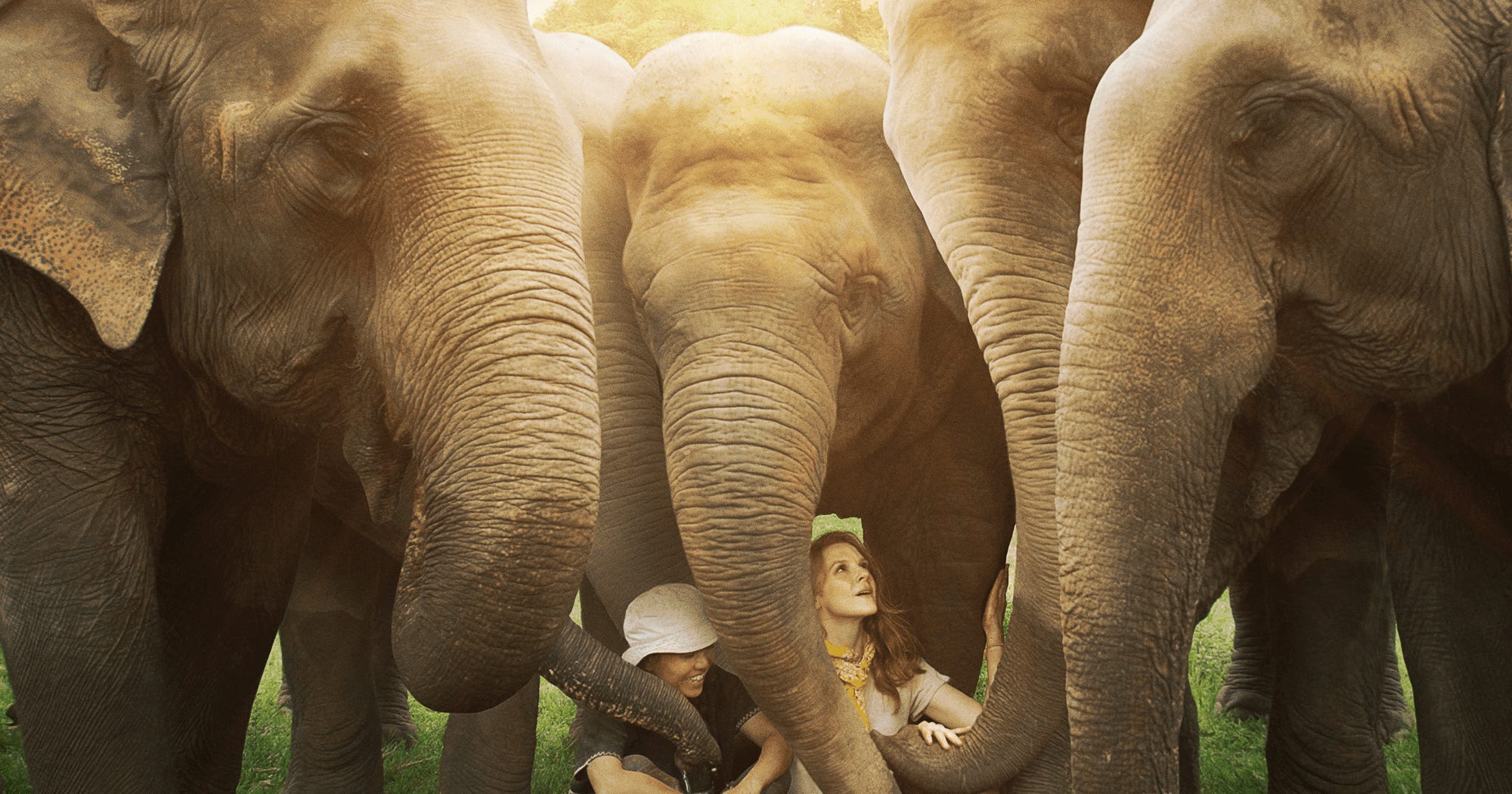 Love And Bananas Is An Elephant Conservation Story